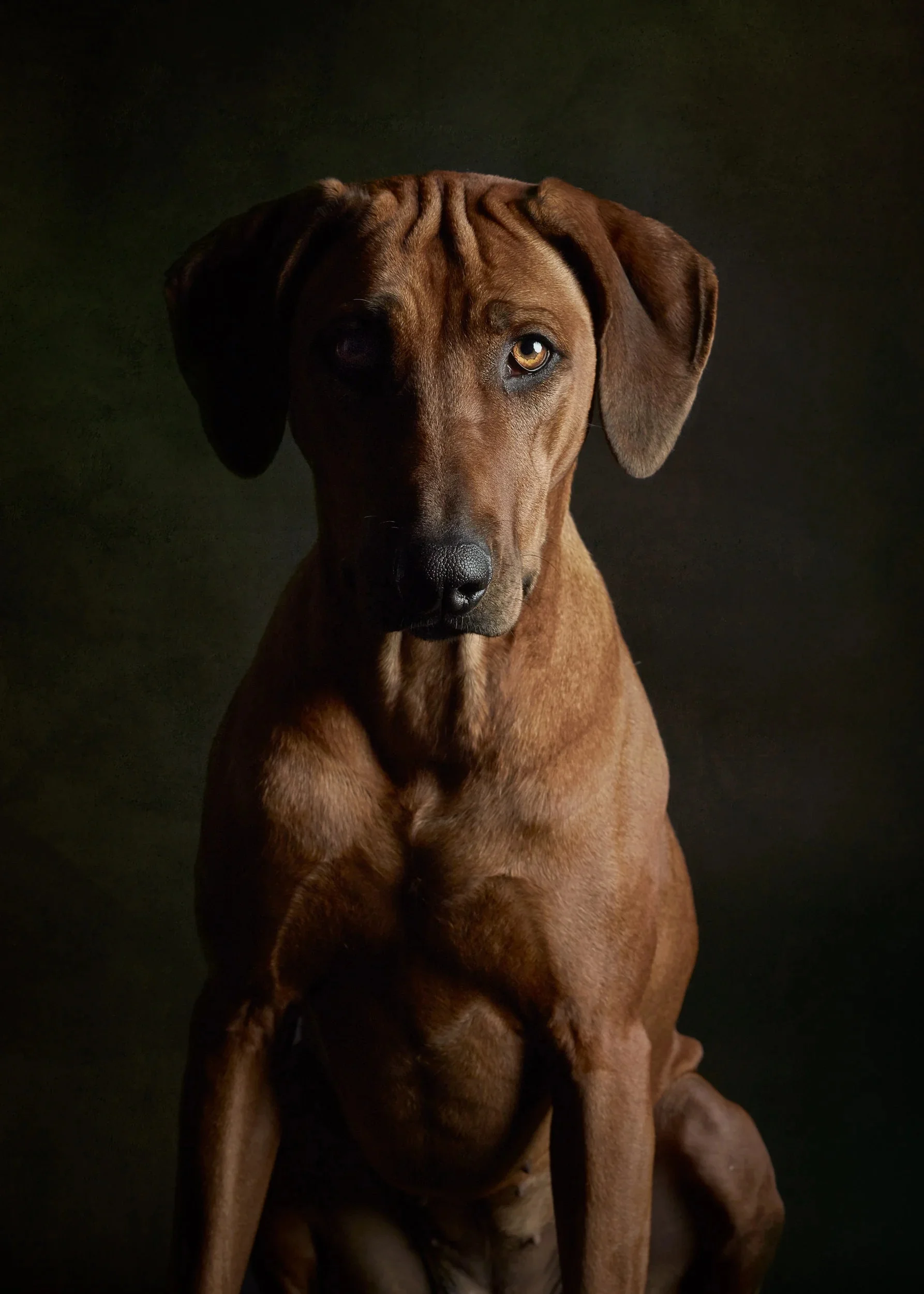 Fine-art portrait of a Rhodesian Ridgeback in shadow.